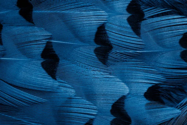 Modré Bažantí Peří Tmavými Pruhy Pozadí — Stock fotografie