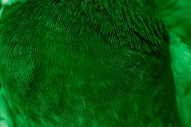 Yeşil tüylü güvercin makro fotoğrafı. doku veya arkaplan