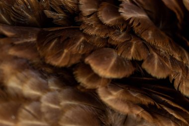 Kahverengi tavuk tüylerinin makro fotoğrafı. arkaplan veya doku