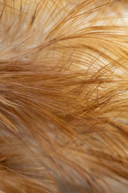 Kahverengi tavuk tüylerinin makro fotoğrafı. arkaplan veya doku