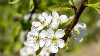 Güzel güneşli bir günde beyaz elma çiçekleri
