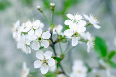 Çiçek açan beyaz kiraz çiçekleri görünür detaylarla