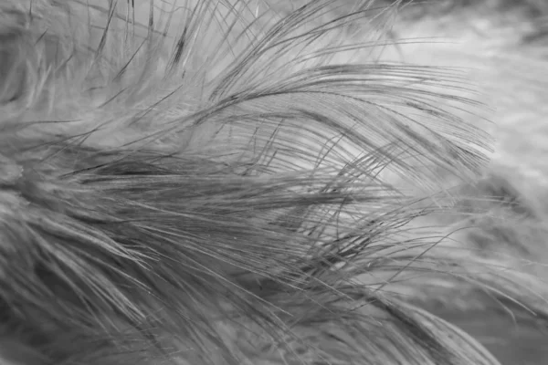 Μακροεντολή Φωτογραφία Γκρίζων Φτερών Κότας Φόντο Textura — Φωτογραφία Αρχείου