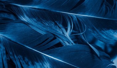 Mavi ve siyah horoz tüyleri. arkaplan veya doku