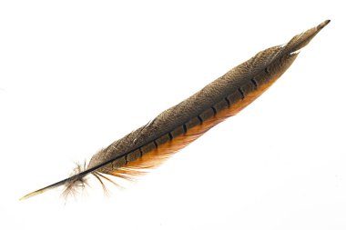 Beyaz arkaplanda kahverengi sülün tüyü