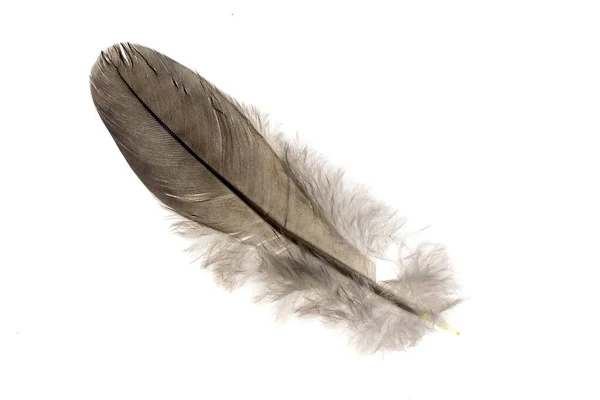 Φτερό Περιστεριού Λευκό Απομονωμένο Φόντο — Φωτογραφία Αρχείου
