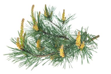 Beyaz izole bir arka planda bahar çamı