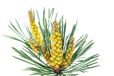 Beyaz izole bir arka planda bahar çamı