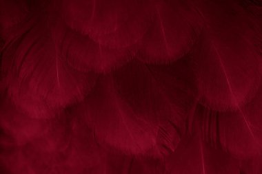 Kırmızı tavuk tüylerinin makro fotoğrafı. arkaplan veya doku