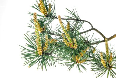 Beyaz izole bir arka planda bahar çamı