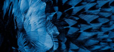 Görünür bir dokusu olan mavi sülün tüyleri. arkaplan