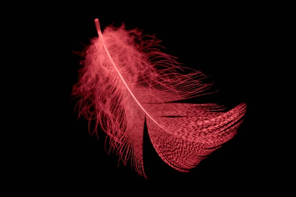 黑色孤立背景上的红色羽毛 — 图库照片