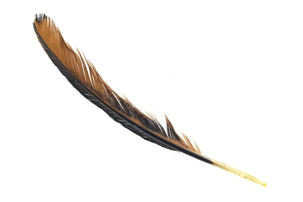 在孤立的白色背景上的公鸡黑色和棕色的羽毛 — 图库照片