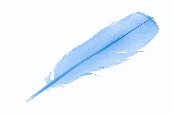白色孤立的背景上的蓝色羽毛 — 图库照片