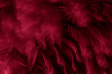 Kırmızı tavuk tüylerinin makro fotoğrafı. arkaplan veya doku