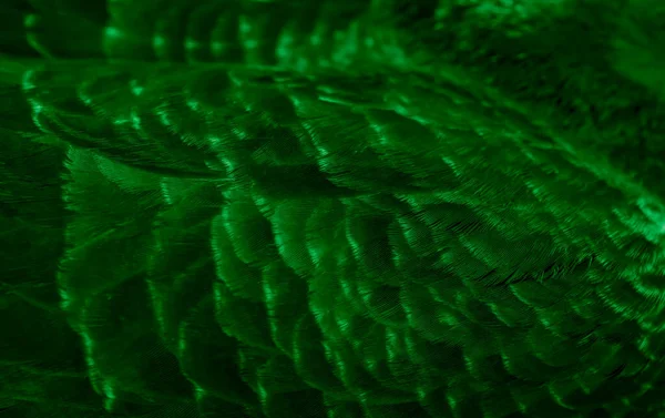 Zielone Pióro Gołąb Makro Zdjęcie Faktura Lub Tło — Zdjęcie stockowe