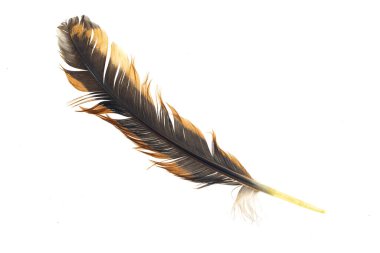 Beyaz izole edilmiş arka planda siyah ve kahverengi horoz tüyleri.