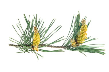 Beyaz izole bir arka planda bahar çamı