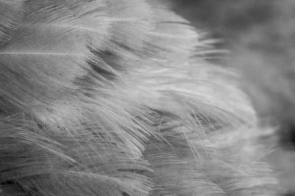 Makrofoto Von Grauen Hühnerfedern Hintergrund Oder Textur — Stockfoto