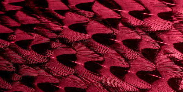 Κόκκινα Φασιανά Φτερά Ορατή Υφή Φόντο — Φωτογραφία Αρχείου