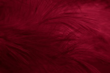 Kırmızı tavuk tüylerinin makro fotoğrafı. arkaplan veya doku