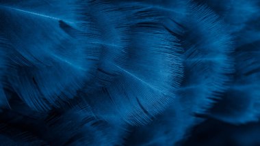 Menekşe tavuk tüylerinin makro fotoğrafı. arkaplan veya doku