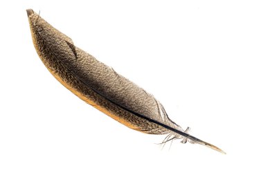 Beyaz arkaplanda kahverengi sülün tüyü