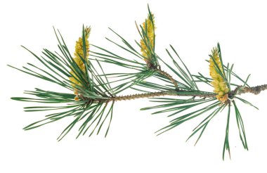 Beyaz izole bir arka planda bahar çamı