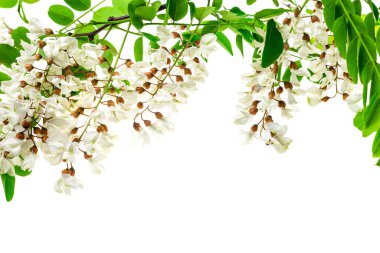 Beyaz izole arkaplanda beyaz akasya çiçekleri