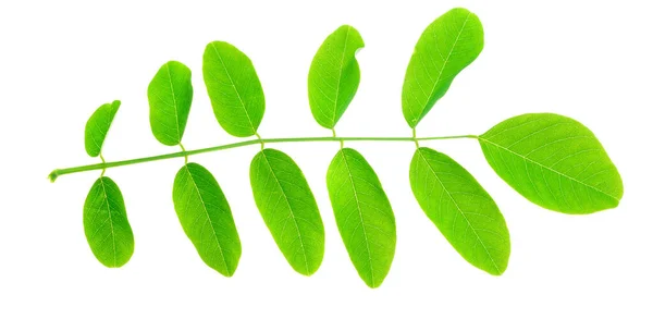 Foglia Acacia Verde Sfondo Bianco Isolato — Foto Stock