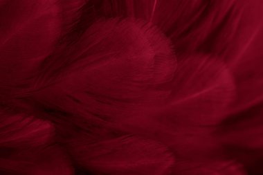 Kırmızı tavuk tüylerinin makro fotoğrafı. arkaplan veya doku