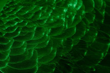 Yeşil tüylü güvercin makro fotoğrafı. doku veya arkaplan