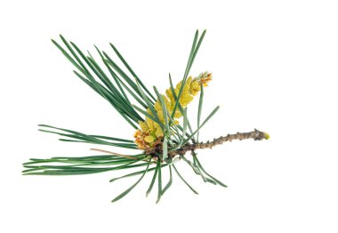 Beyaz izole bir arka planda bahar çamı