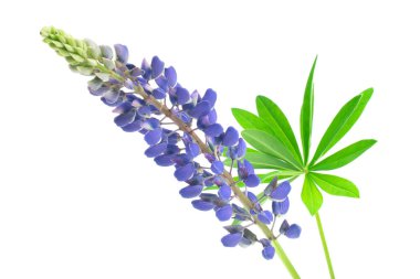 Beyaz izole bir arkaplanda mavi lupin