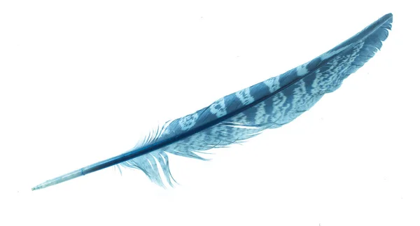 Голубое Перо Белом Изолированном Фоне — стоковое фото