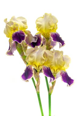 Beyaz izole bir arka planda sarı ve mor Iris Germanica