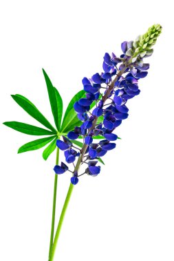 Beyaz izole bir arkaplanda mavi lupin