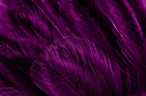 Макро Фото Фиолетовых Куриных Перьев Фон Текстура — стоковое фото
