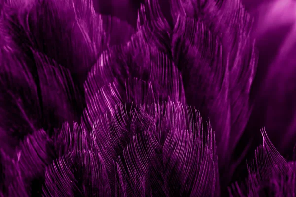 紫红鸡毛的宏观照片 背景或文本 — 图库照片