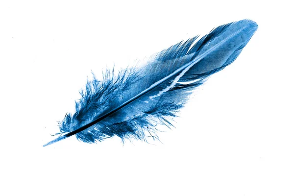 Uccello Piuma Blu Uno Sfondo Bianco Isolato — Foto Stock