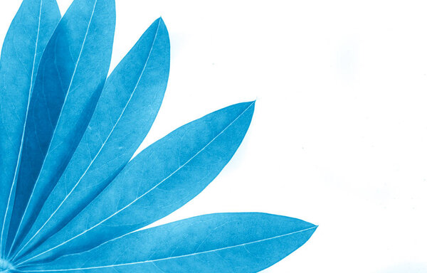blue lupine leaf on white isolated background