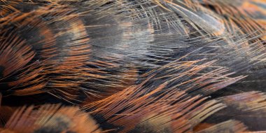 Görünür bir dokusu olan renkli sülün tüyleri. arkaplan