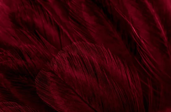 Macro Photo Plumes Poule Rouge Fond Textura — Photo