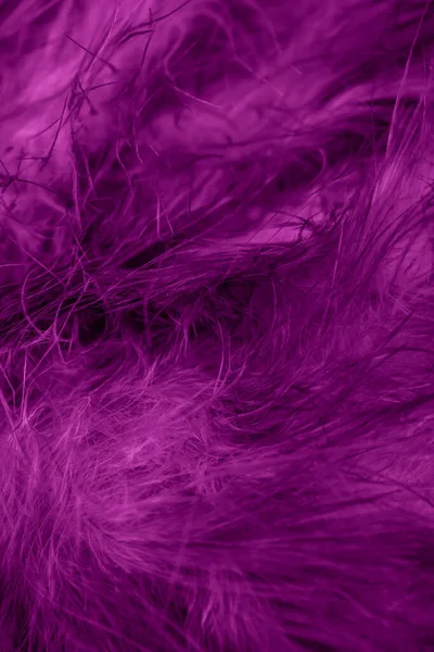 Macro Photo Plumes Poule Violette Fond Textura — Photo