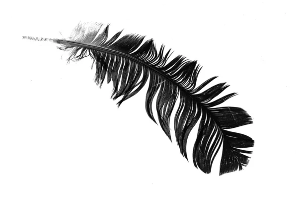 Black Feather White Isolated Background — Stock Photo, Image