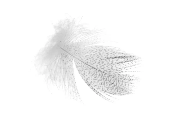 White Feather White Isolated Background — Stock Photo, Image