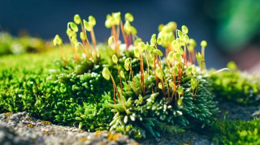 Yeşil yosun ve görünür bir doku. arkaplan