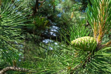 yeşil siyah çam topuzları görünür bir dokusu var.