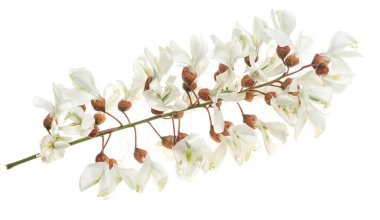 Beyaz izole arkaplanda beyaz akasya çiçekleri