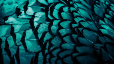 Görünür bir dokusu olan mavi sülün tüyleri. arkaplan